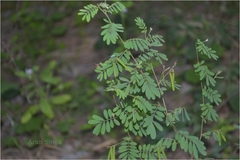 Indigofera karnatakana